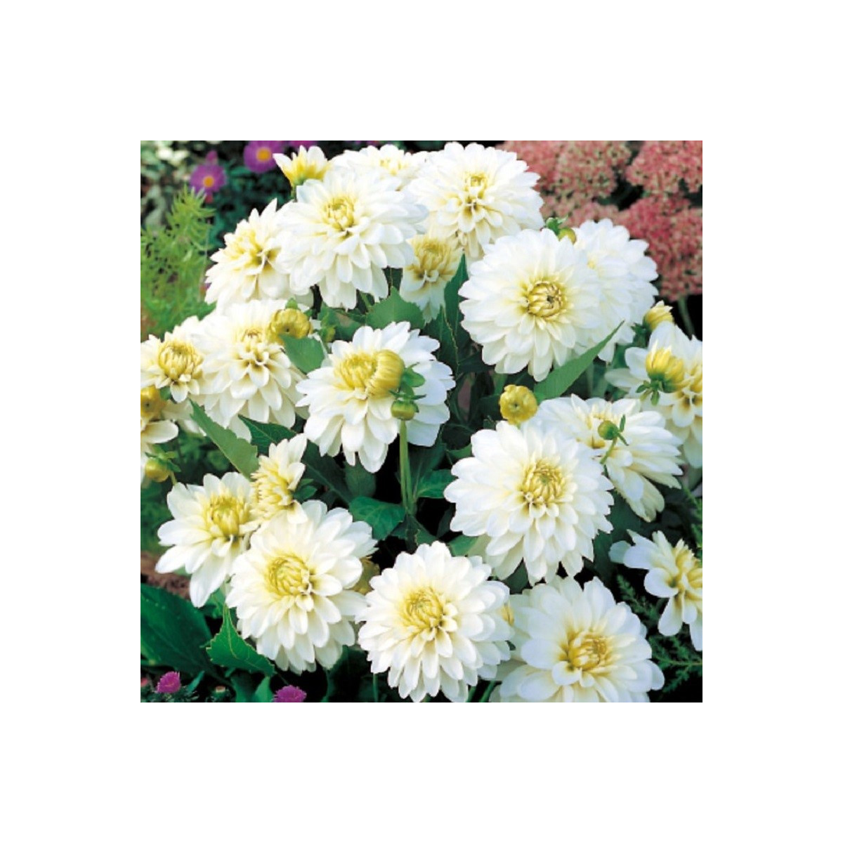 Jiřinka Art Fair - Dahlia - cibuloviny - 1 ks