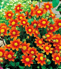 Jiřinka Topmix oranžová - Dahlia - cibuloviny - 1 ks