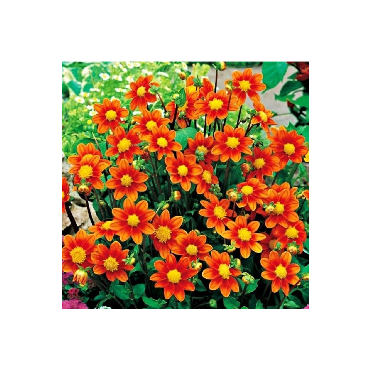 Jiřinka Topmix oranžová - Dahlia - cibuloviny - 1 ks