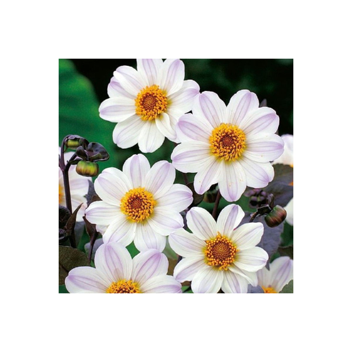 Jiřinka Bishop of Dover - Dahlia - cibuloviny - 1 ks