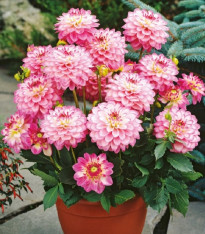 Jiřinka Melody Dixie - Dahlia - cibuloviny - 1 ks