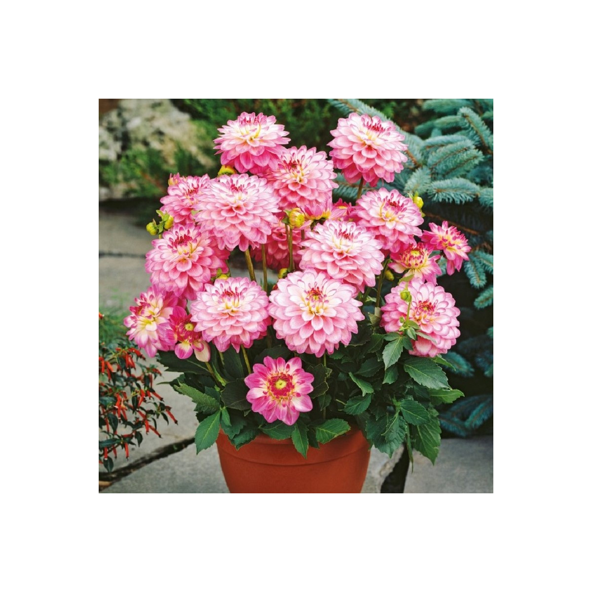 Jiřinka Melody Dixie - Dahlia - cibuloviny - 1 ks