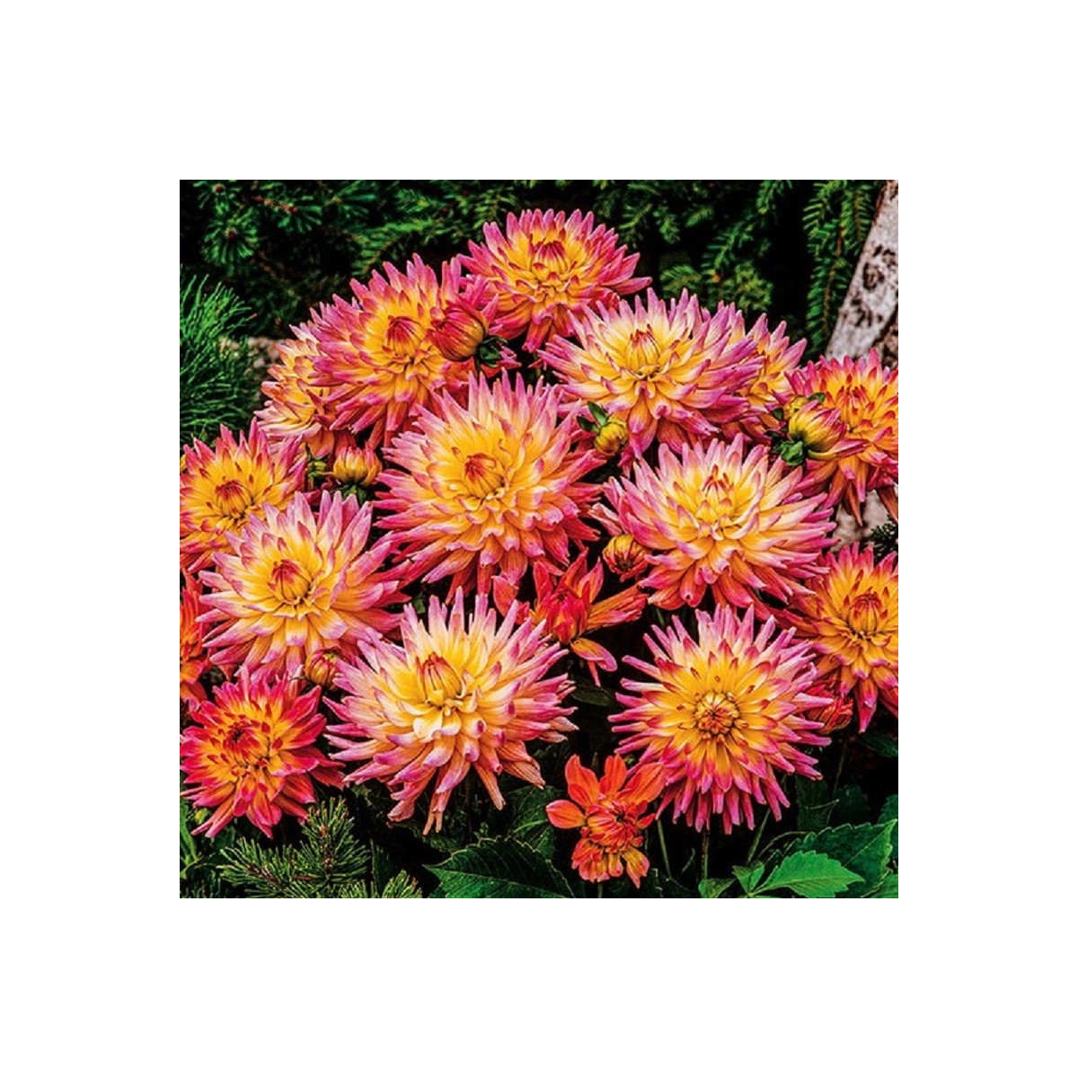 Jiřinka Melody Gipsy - Dahlia - cibuloviny - 1 ks