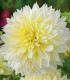 Jiřinka Canary Fubuki - Dahlia - cibuloviny - 1 ks