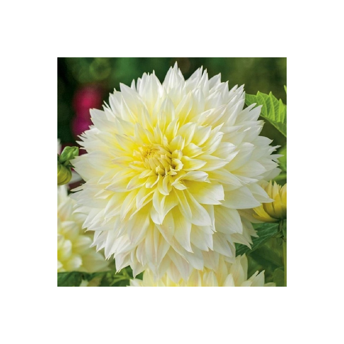 Jiřinka Canary Fubuki - Dahlia - cibuloviny - 1 ks