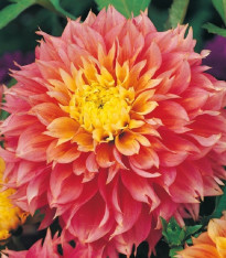 Jiřinka Kogane Fubuki - Dahlia - cibuloviny - 1 ks