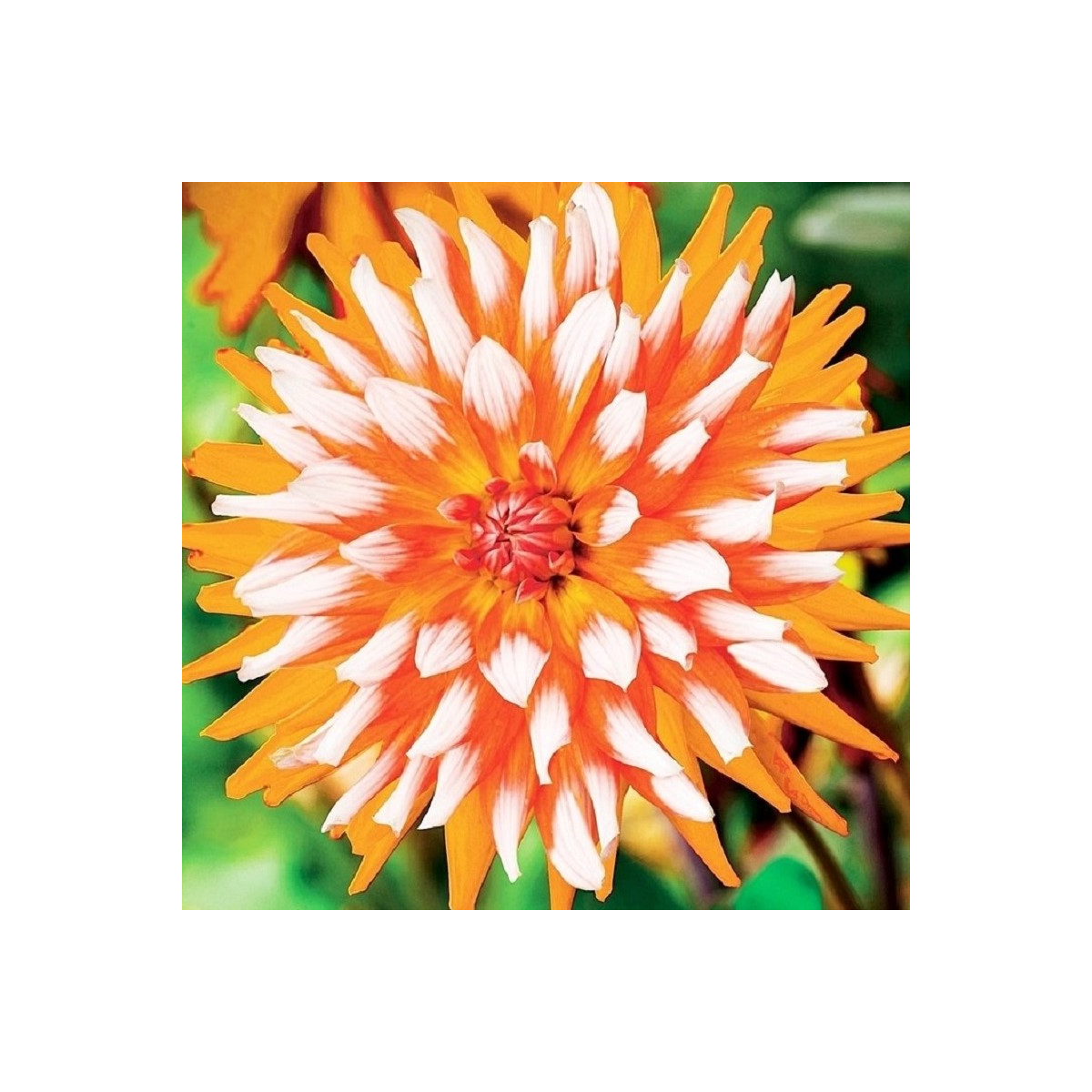 Jiřinka Orange Turmoil - Dahlia - cibuloviny - 1 ks