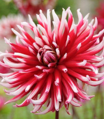 Jiřinka Friqoulet - Dahlia - cibuloviny - 1 ks