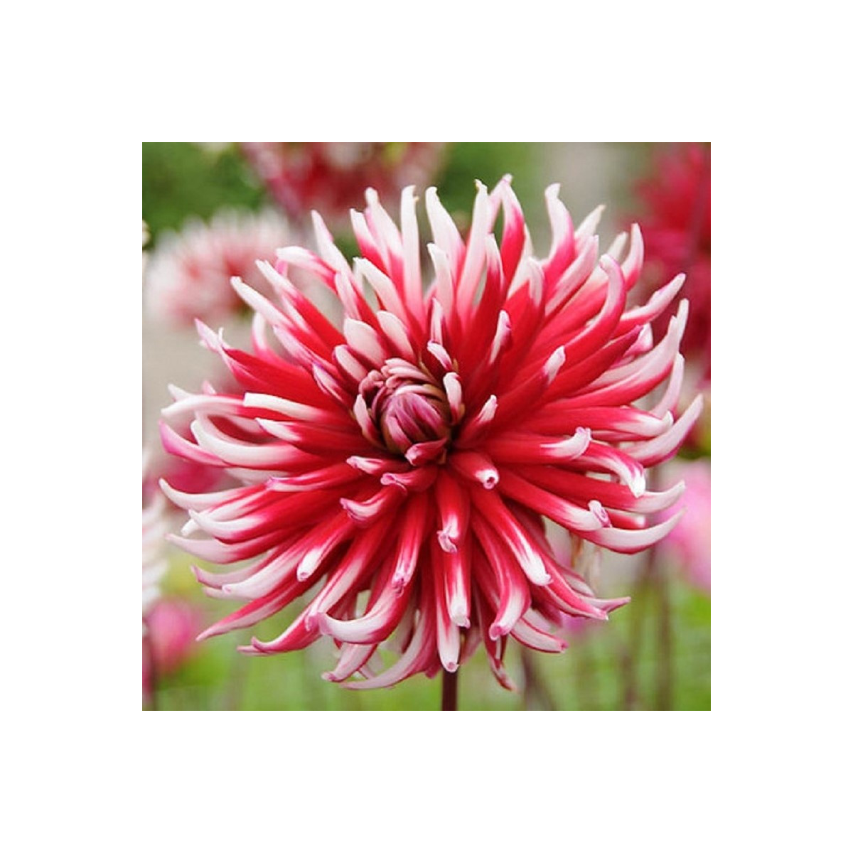 Jiřinka Friqoulet - Dahlia - cibuloviny - 1 ks