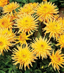 Jiřinka Garden Princess - Dahlia - cibuloviny - 1 ks