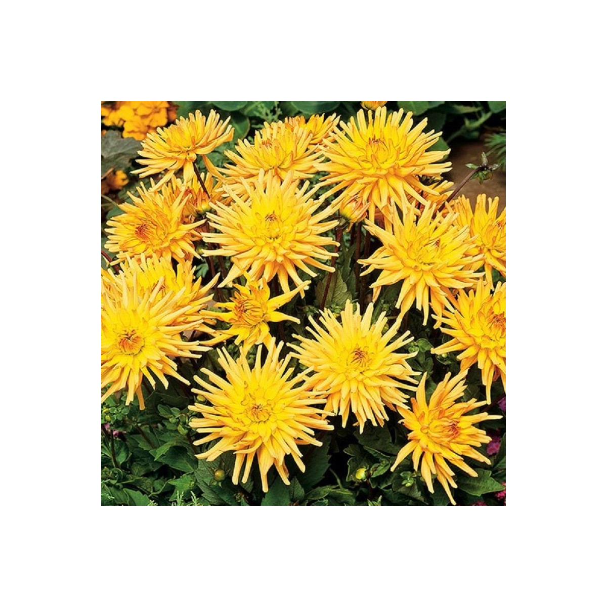 Jiřinka Garden Princess - Dahlia - cibuloviny - 1 ks