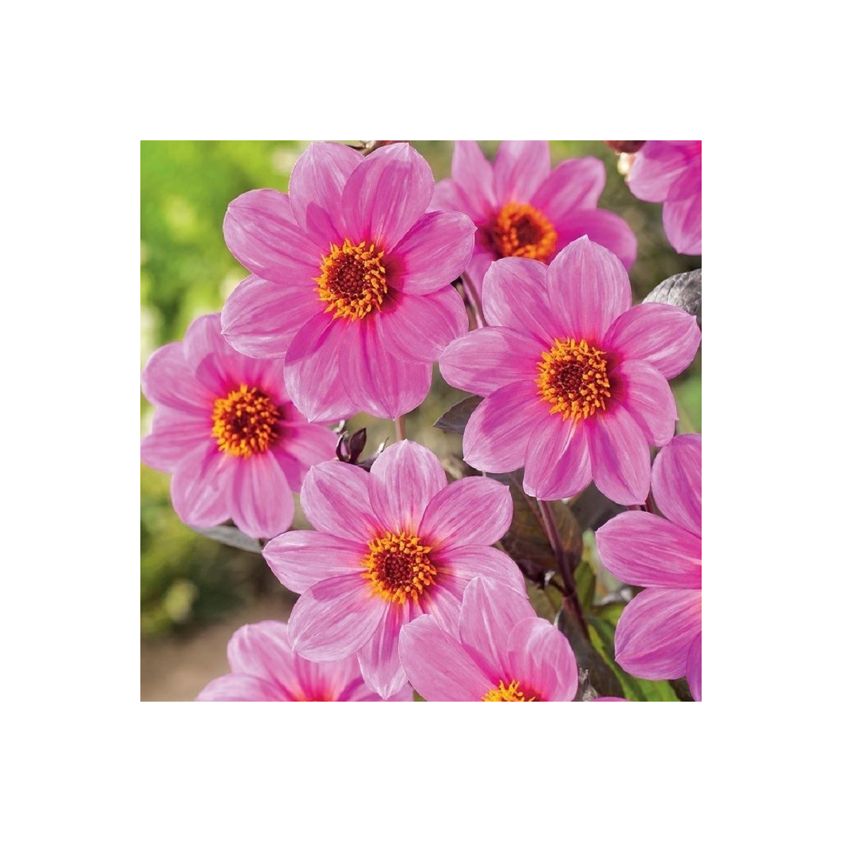 Jiřinka Mignon růžová - Dahlia - cibuloviny - 1 ks