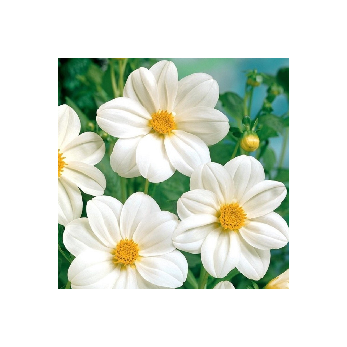 Jiřinka Mignon bílá - Dahlia - cibuloviny - 1 ks