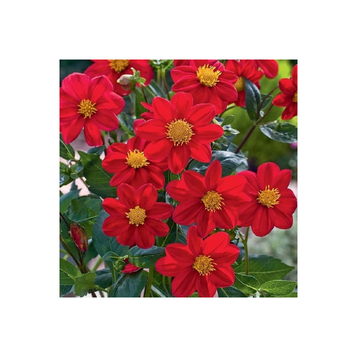 Jiřinka Mignon červená - Dahlia - cibuloviny - 1 ks