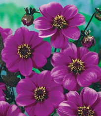 Jiřinka Mignon fialová - Dahlia - cibuloviny - 1 ks