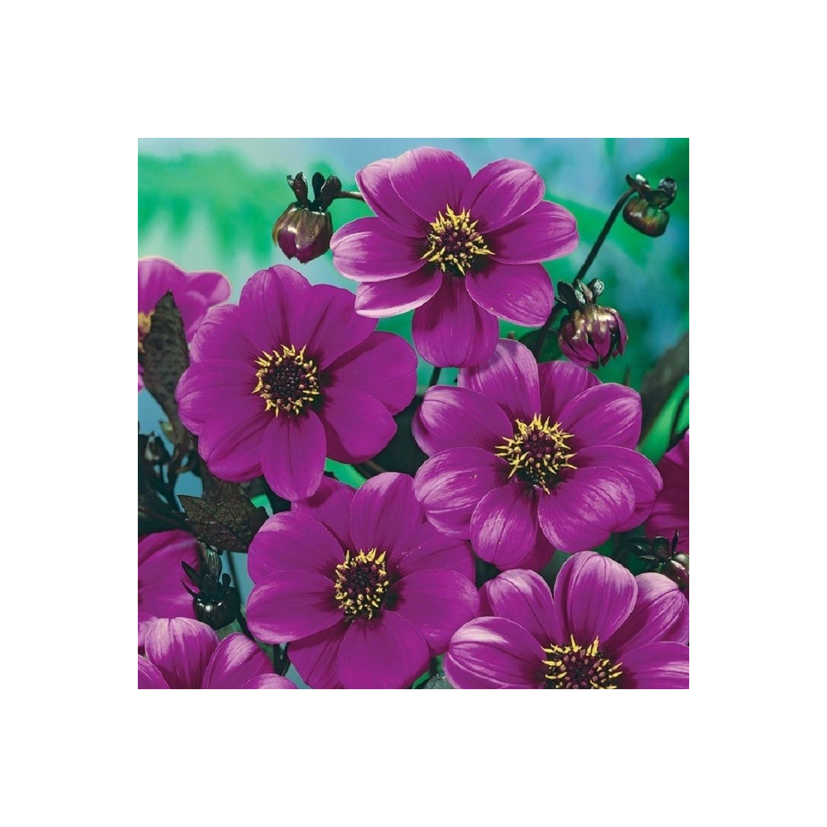 Jiřinka Mignon fialová - Dahlia - cibuloviny - 1 ks