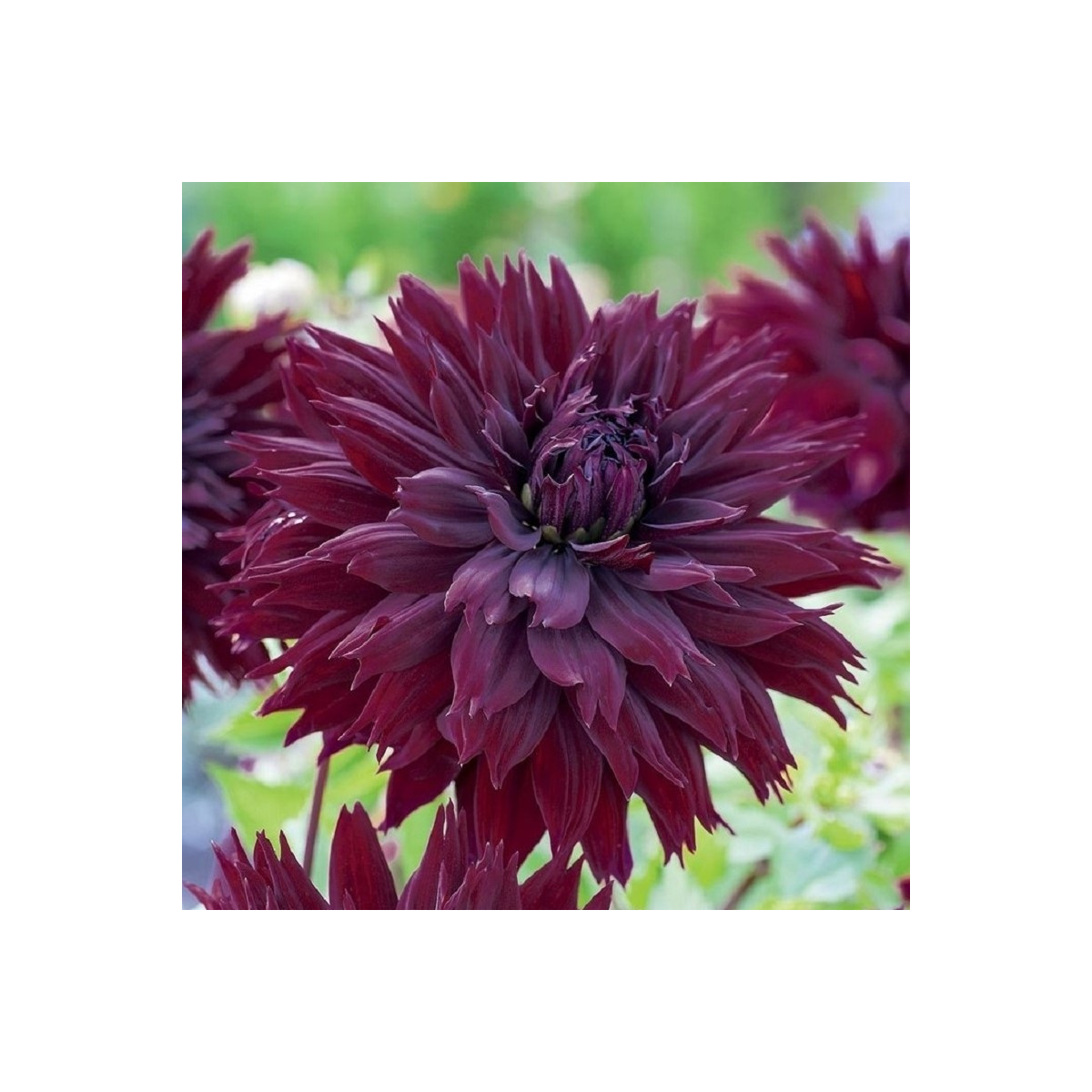 Jiřinka Black Touch - Dahlia - cibuloviny - 1 ks