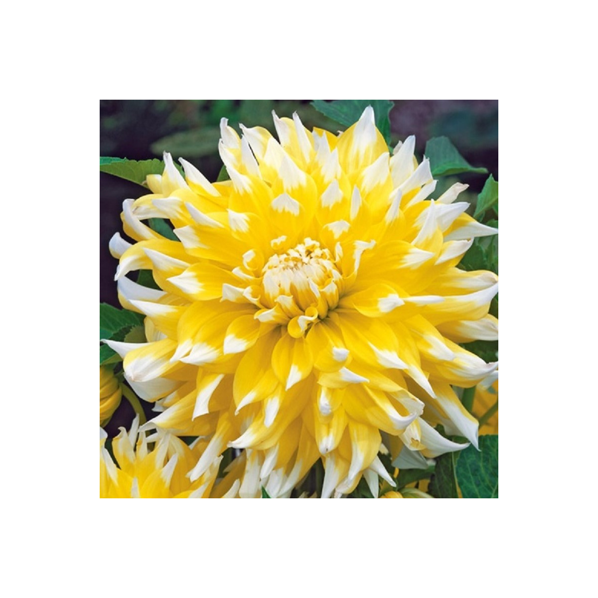 Jiřinka Grand Prix - Dahlia - cibuloviny - 1 ks