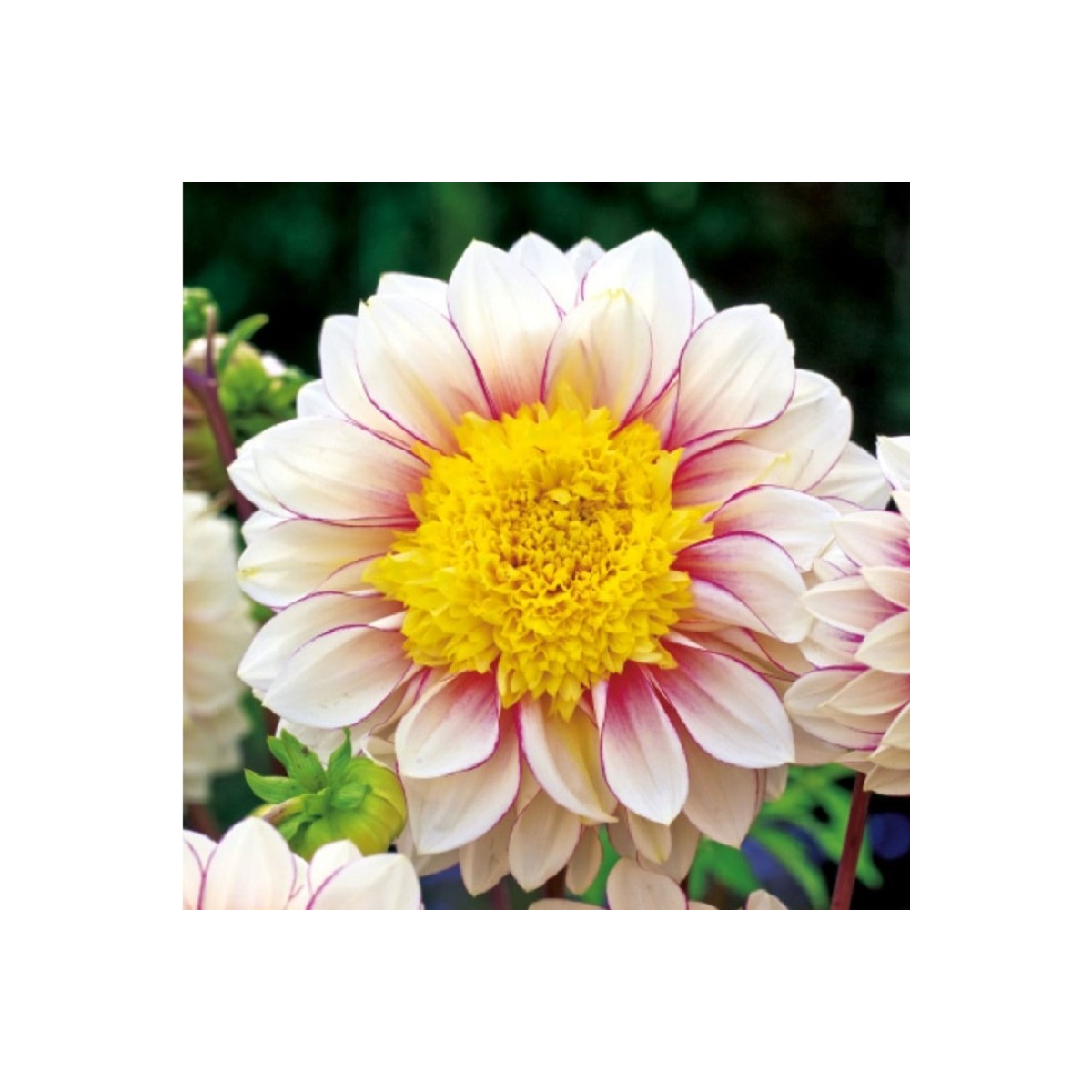 Jiřinka Polka - Dahlia - cibuloviny - 1 ks