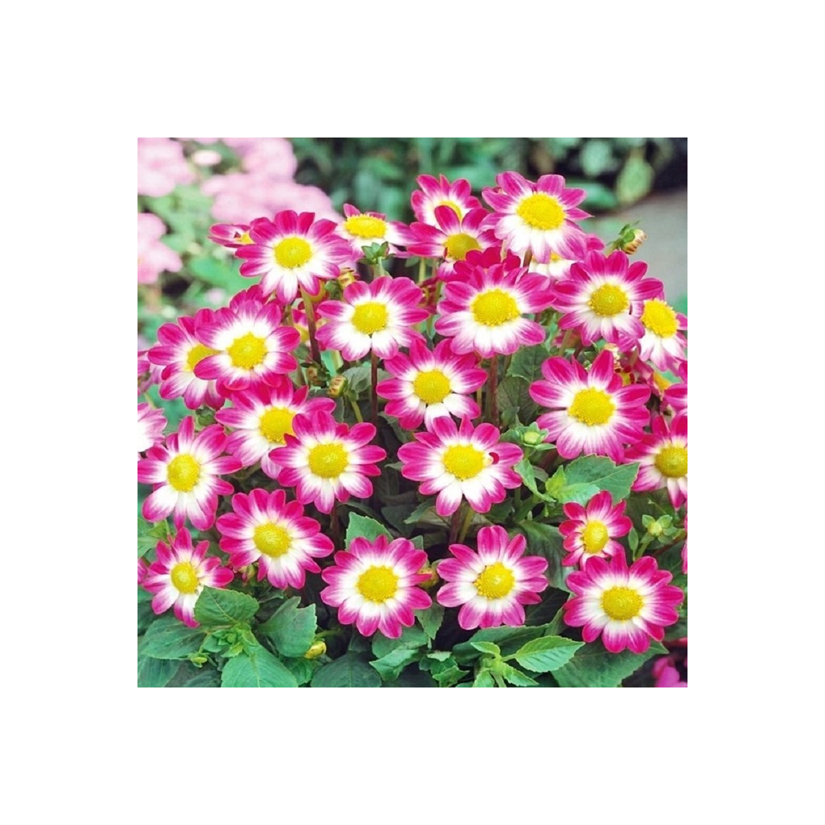 Jiřinka Sweetheart - Dahlia - cibuloviny - 1 ks