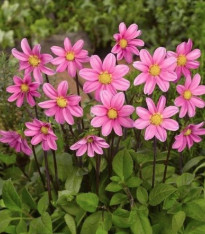 Jiřinka Topmix růžová - Dahlia - cibuloviny - 1 ks