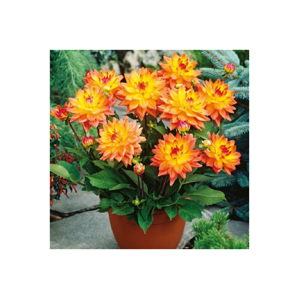 Jiřinka Melody Dora - Dahlia - cibuloviny - 1 ks