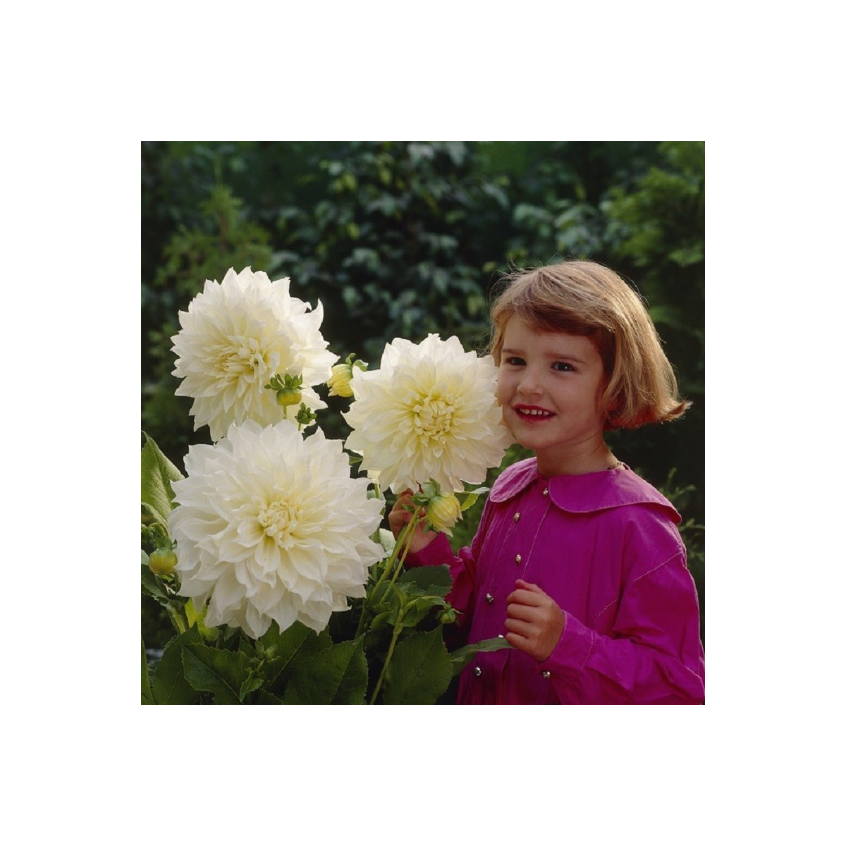 Jiřinka White Perfection - Dahlia - cibuloviny - 1 ks