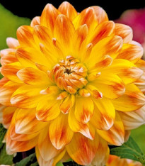 Jiřinka Peaches and Cream - Dahlia - cibuloviny - 1 ks