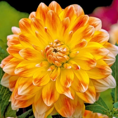 Jiřinka Peaches and Cream - Dahlia - cibuloviny - 1 ks