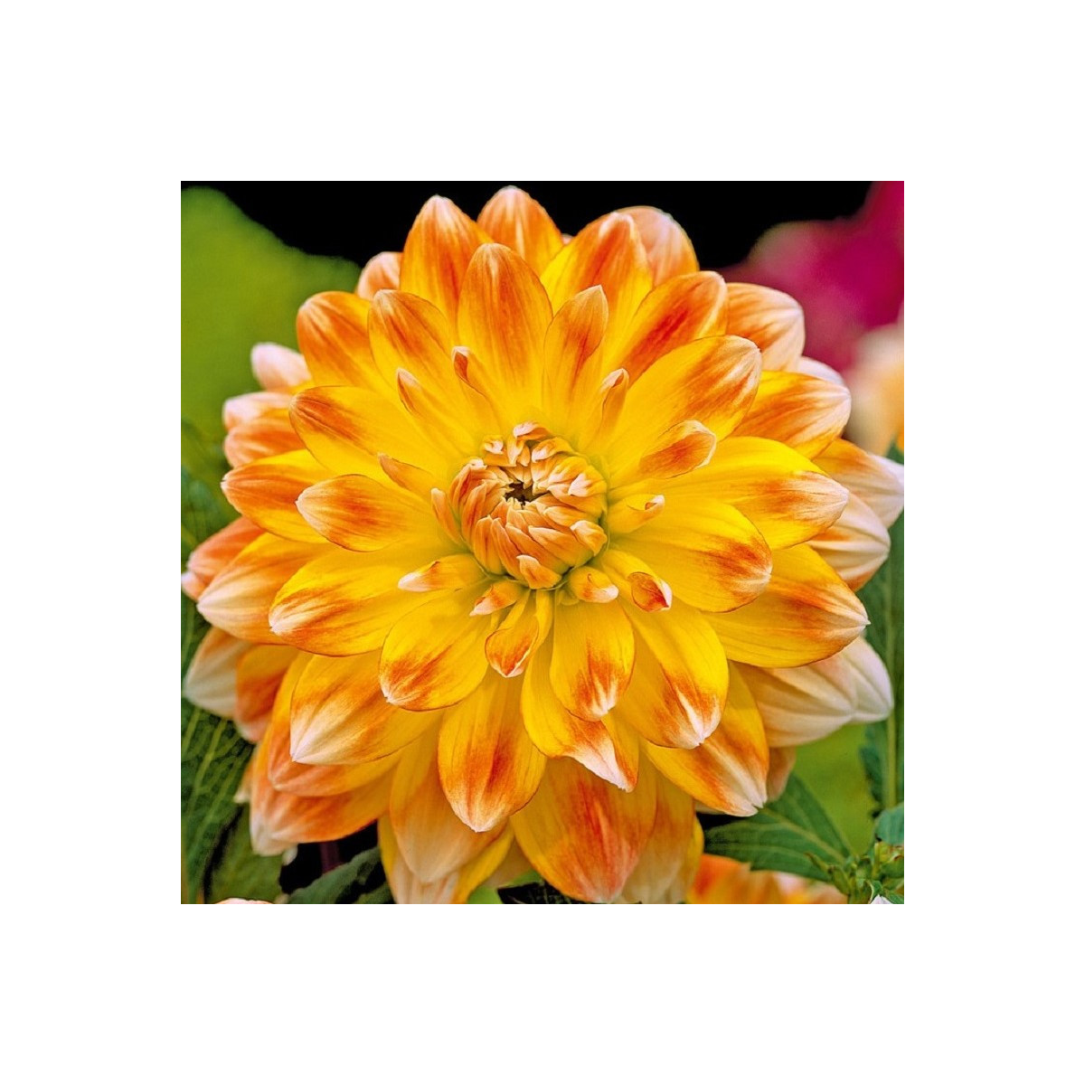 Jiřinka Peaches and Cream - Dahlia - cibuloviny - 1 ks