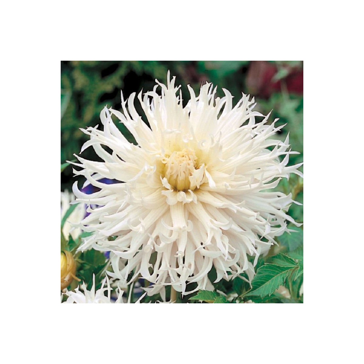 Jiřinka Tsuki Yori No Shisha - Dahlia - cibuloviny - 1 ks