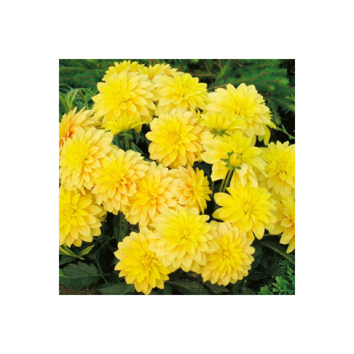 Jiřinka Cézanne - Dahlia - cibuloviny - 1 ks