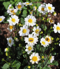Jiřinka Topmix bílá - Dahlia - cibuloviny - 1 ks