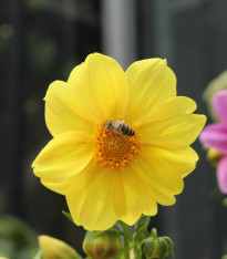 Jiřinka Topmix žlutá - Dahlia - cibuloviny - 1 ks