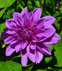 Jiřinka Lilac Time - Dahlia - cibuloviny - 1 ks