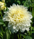 Jiřinka White Perfection - Dahlia - cibuloviny - 1 ks