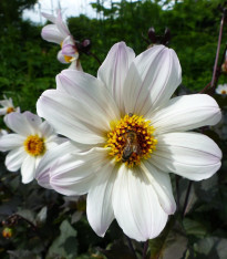 Jiřinka Bishop of Dover - Dahlia - cibuloviny - 1 ks