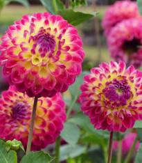 Jiřinka Hapet Daydream - Dahlia - cibuloviny - 1 ks