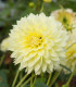 Jiřinka Canary Fubuki - Dahlia - cibuloviny - 1 ks