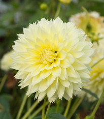 Jiřinka Canary Fubuki - Dahlia - cibuloviny - 1 ks