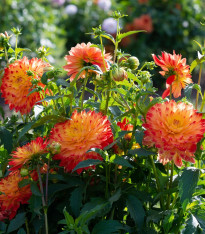 Jiřinka Procyon - Dahlia - cibuloviny - 1 ks