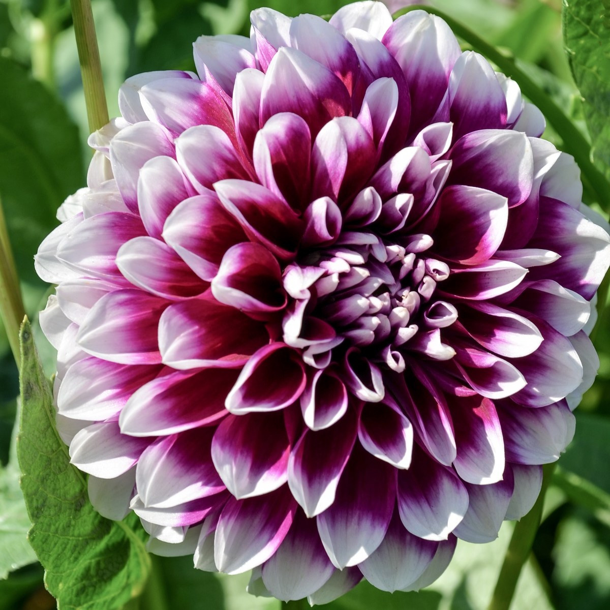 Jiřinka Edinburgh - Dahlia - cibuloviny - 1 ks