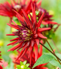 Jiřinka Bora Bora - Dahlia - cibuloviny - 1 ks