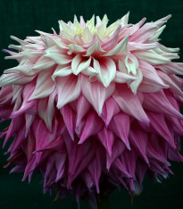 Jiřinka Sir Alf Ramsey - Dahlia - cibuloviny - 1 ks