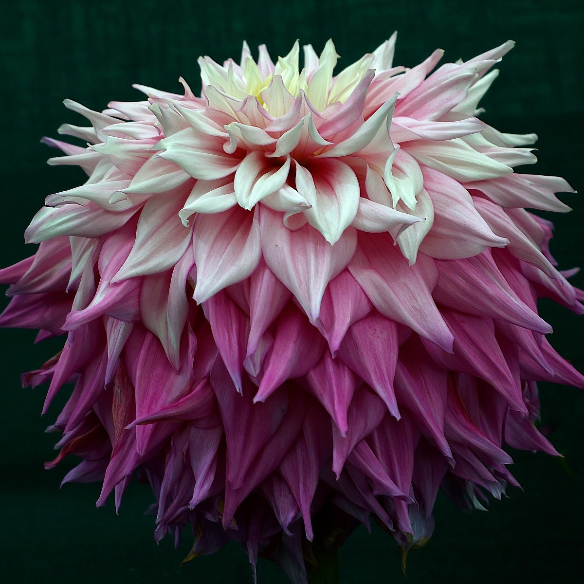 Jiřinka Sir Alf Ramsey - Dahlia - cibuloviny - 1 ks