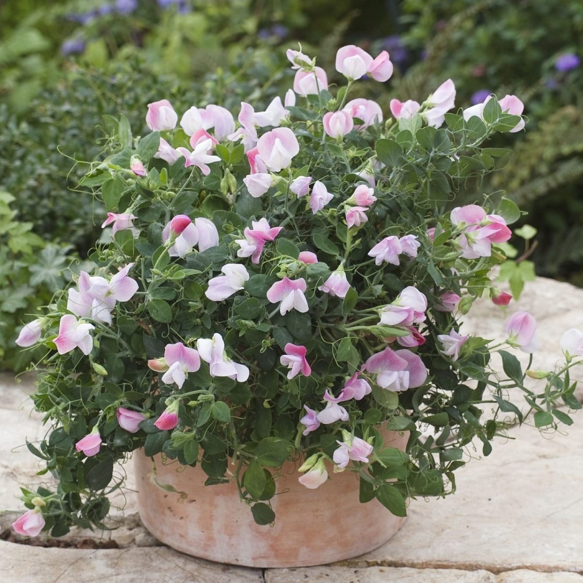 Semena hrachoru – Hrachor vonný zakrslý Cupid Pink – Lathyrus odoratus