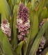 Chocholatice tečkovaná - Eucomis comosa - cibuloviny - 1 ks