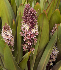 Chocholatice tečkovaná - Eucomis comosa - cibuloviny - 1 ks