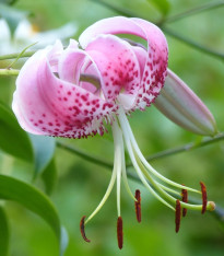 Lilie speciosum rubrum  - Lilium - cibuloviny - 1 ks