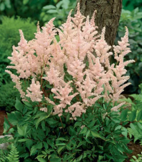 Čechrava Peach Blossom - Astilbe japonica - cibuloviny - 1 ks
